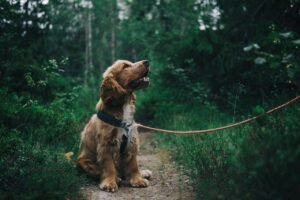 Spaniel on a leash sitting on a woodland trail, for a Livermore guide to toxic algae and dogs