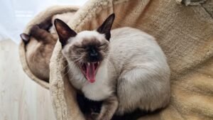 Siamese cat yawning on a cozy blanket indoors, showcasing relaxation and comfort.